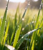 清晨草地露珠阳光素材5783#横屏 