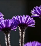 紫色花朵特写320#横屏 