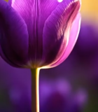 紫色郁金香特写2607#横屏 