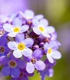 紫色花朵特写(1)1031#横屏 