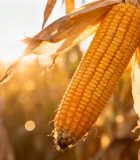 成熟玉米特写()14294#横屏 