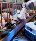 猪舍内机器人自动化养猪2274#横屏 