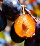 枝头紫李子特写2220#横屏 