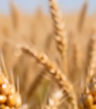 成熟麦穗特写画面10501#横屏 