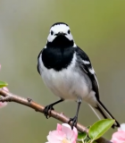 枝头小鸟与绽放花朵2023#横屏 