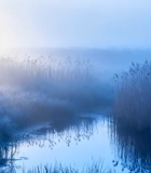 晨光下芦苇荡中的水域景象1789#横屏 