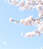 枝头绽放的樱花1430#横屏 