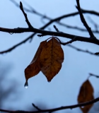 枝头枯叶挂雨滴特写437#横屏 