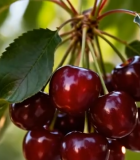 枝头成熟樱桃特写1086#横屏 