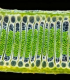 植物细胞微观结构展示2211#横屏 