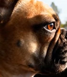 车内乘坐的法国斗牛犬11624#横屏 