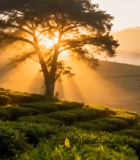 茶园日出阳光照耀树木景观12271#横屏 