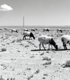 草原羊群放牧场景10378#横屏 