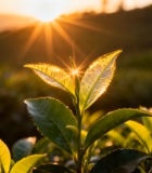 茶园日出下的茶叶特写(1)12643#横屏 