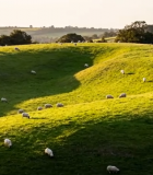 草原羊群放牧风景13885#横屏 