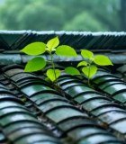 雨中瓦片屋顶上的新生绿植2497#横屏 