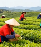 茶园采茶女采摘茶叶场景3544#横屏 