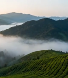 茶山云海自然风光14108#横屏 
