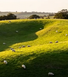 	 草原羊群放牧风景13885#横屏 