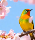 樱花树枝上的彩色小鸟1063#横屏 