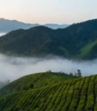 茶山云海自然风光14108#横屏 