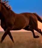 草原上奔跑的骏马(2)10986#横屏 