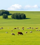 草原牛羊群放牧景象3472#横屏 