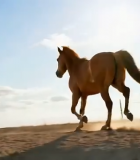 草原骏马奔跑画面10519#横屏 