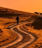 草原牧羊人赶羊群日落景象6786#横屏 