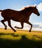	 草原上奔跑的骏马(4)14472#横屏 