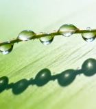 草叶上晶莹水滴特写7848#横屏 