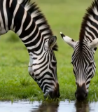 	 草原斑马低头饮水画面5828#横屏 