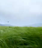 草原飞鸟远景画面11006#横屏 