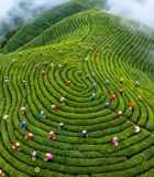 茶山采茶人俯拍全景7842#横屏 