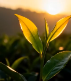 茶园日出下的茶叶特写1997#横屏 