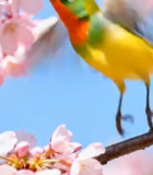 樱花树枝上的彩色小鸟1063#横屏 