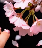 樱花背景下的美甲特写2447#横屏 