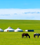 草原上马匹与蒙古包场景849#横屏 