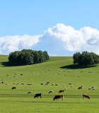 草原上牛羊群悠闲吃草场景11907#横屏 