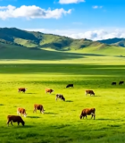 草原上牛群悠闲吃草场景3799#横屏 