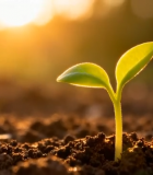 幼苗破土生长素材2374#横屏 