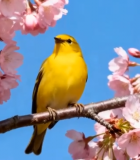 樱花枝上的黄色小鸟1532#横屏 