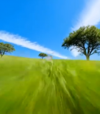 草原树木蓝天白云自然风光2788#横屏 