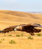 草原上飞翔的雄鹰4050#横屏 