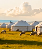 	 草原上的蒙古包与羊群8162#横屏 