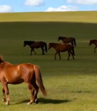 草原上的马群悠闲吃草8333#横屏 