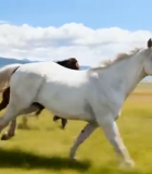 草原上奔跑的马群(2)3731#横屏 