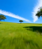 草原蓝天树木风景14070#横屏 