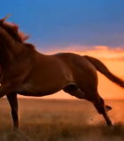 草原上奔跑的骏马2652#横屏 