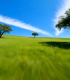 草原蓝天树木风景14070#横屏 